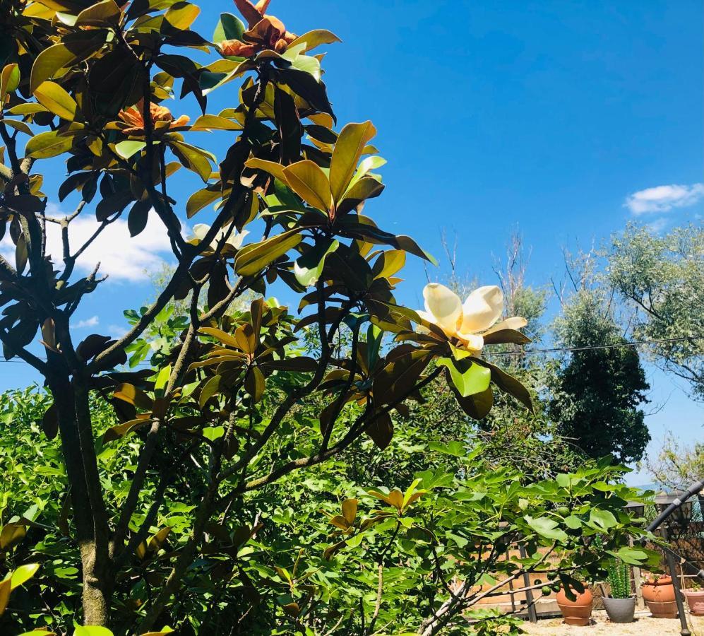 Villa Bella Garden Balatonszarszo Esterno foto